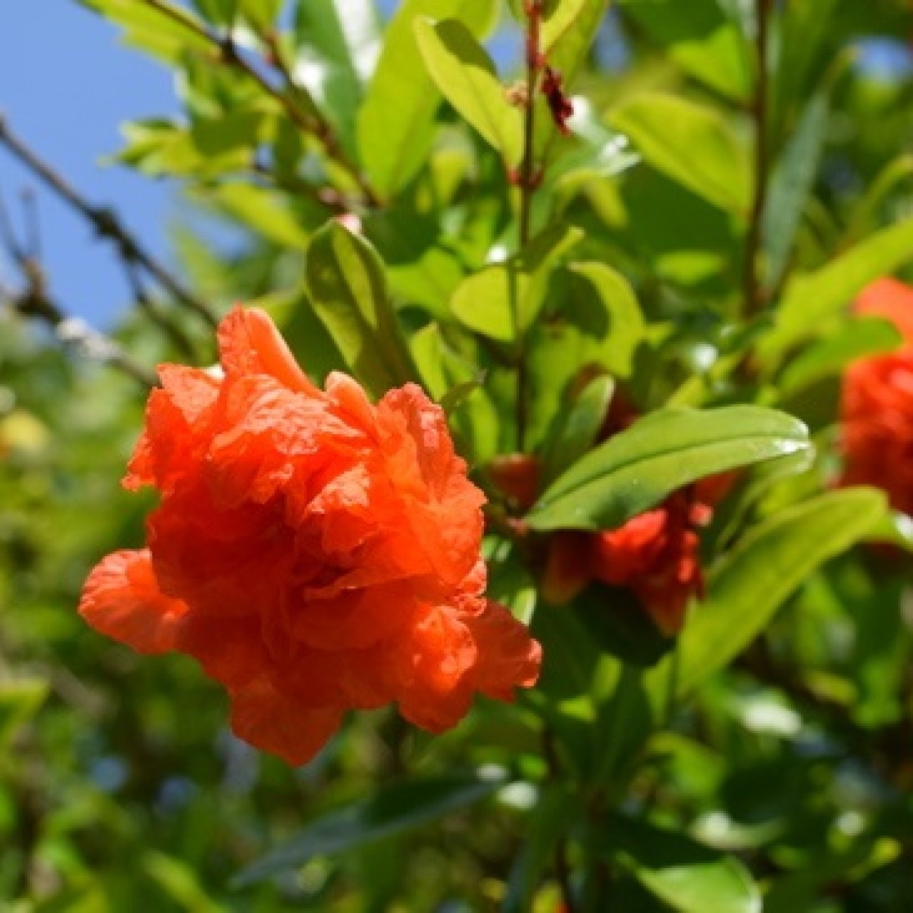 Obrázok Granátové jablko (Punica granatum) ´MAXIMA RUBRA´ - výška 60-80 cm, kont. C3L (-16°C)